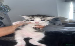 Mixed Breed cats for sale: 5 x Beautiful Bengal Mixed Kittens for Sale  - Image 9