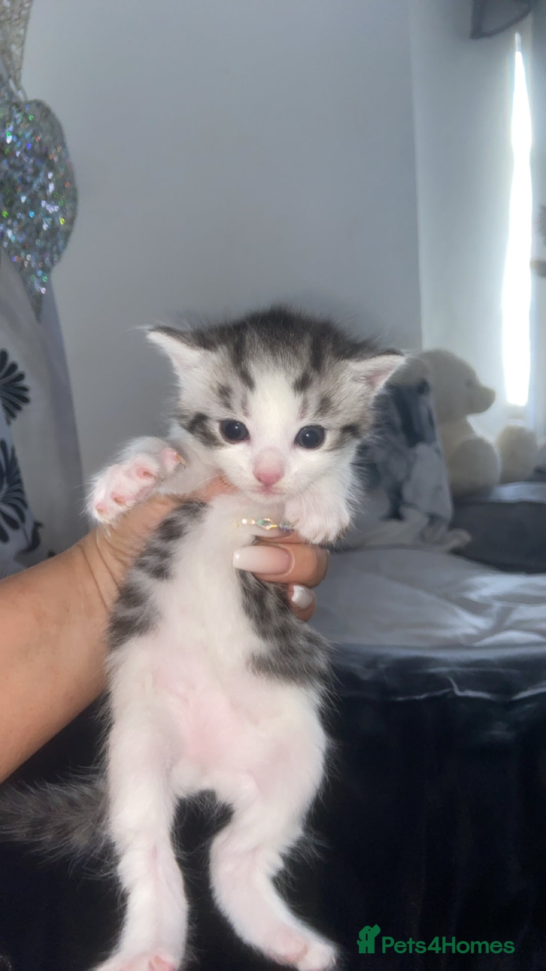 Mixed Breed cats for sale: 5 x Beautiful Bengal Mixed Kittens for Sale  - Image 9