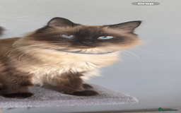 Ragdoll cats for sale: Ragdoll mix - Image 7