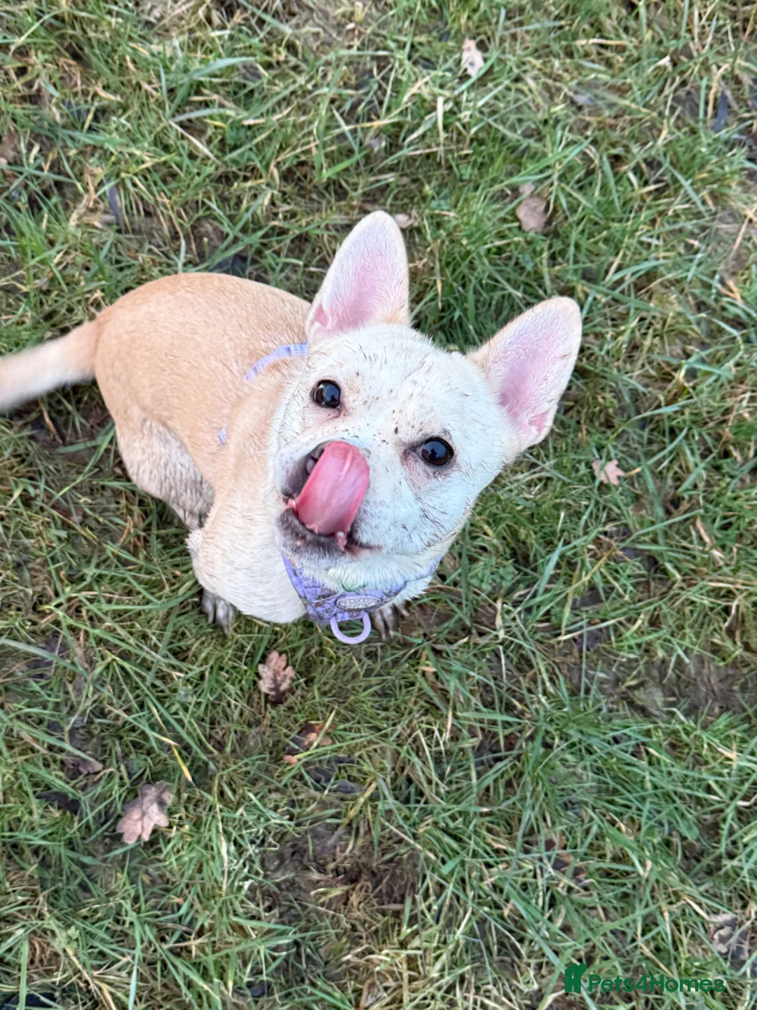 Mixed Breed dogs for sale: French Bulldog Cross  - Advert 2