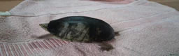 Turtle reptiles for sale: Healthy Pet Musk Turtle.Available with Full Setup. in Nottingham - Advert 4