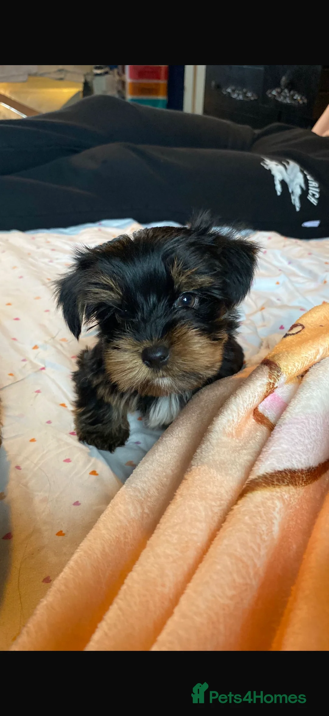 Yorkshire Terrier dogs for sale: 🌸 Stunning Yorkshire terrier puppies available 🌸 - Advert 13
