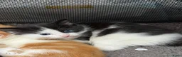 Mixed Breed cats for sale: Stunning Kittens in London - Advert 3