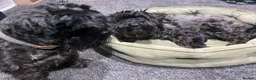 Miniature Schnauzer dogs for sale: Beautiful Miniature Schnauzers 2 x Black Girls  - Advert 6