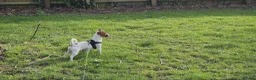 Jack Russell dogs for stud: Purebred Jack Russell Available for Stud - Advert 5
