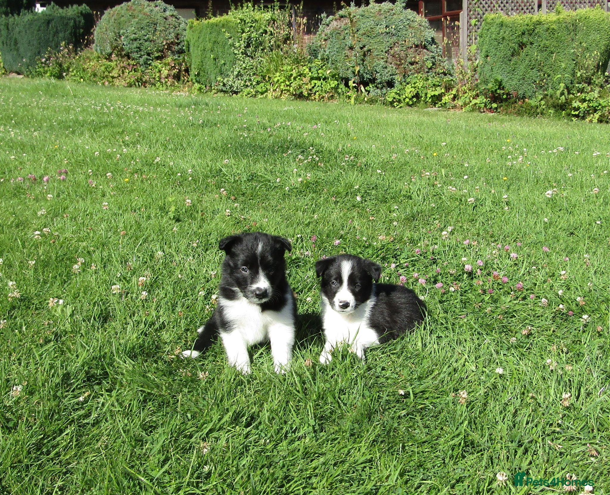 Border Collie dogs **** Beautiful Border Collie Puppies **** - Advert 2