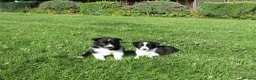 Border Collie dogs for sale: 5 Beautiful Border Collie Puppies  - Advert 3