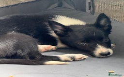 Border Collie dogs for sale: Collie pups-pup 4 & 5 left -REDUCED! Msg me!!! in Wednesbury - Image 9