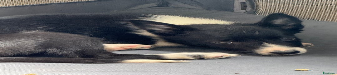 Border Collie Puppy 4