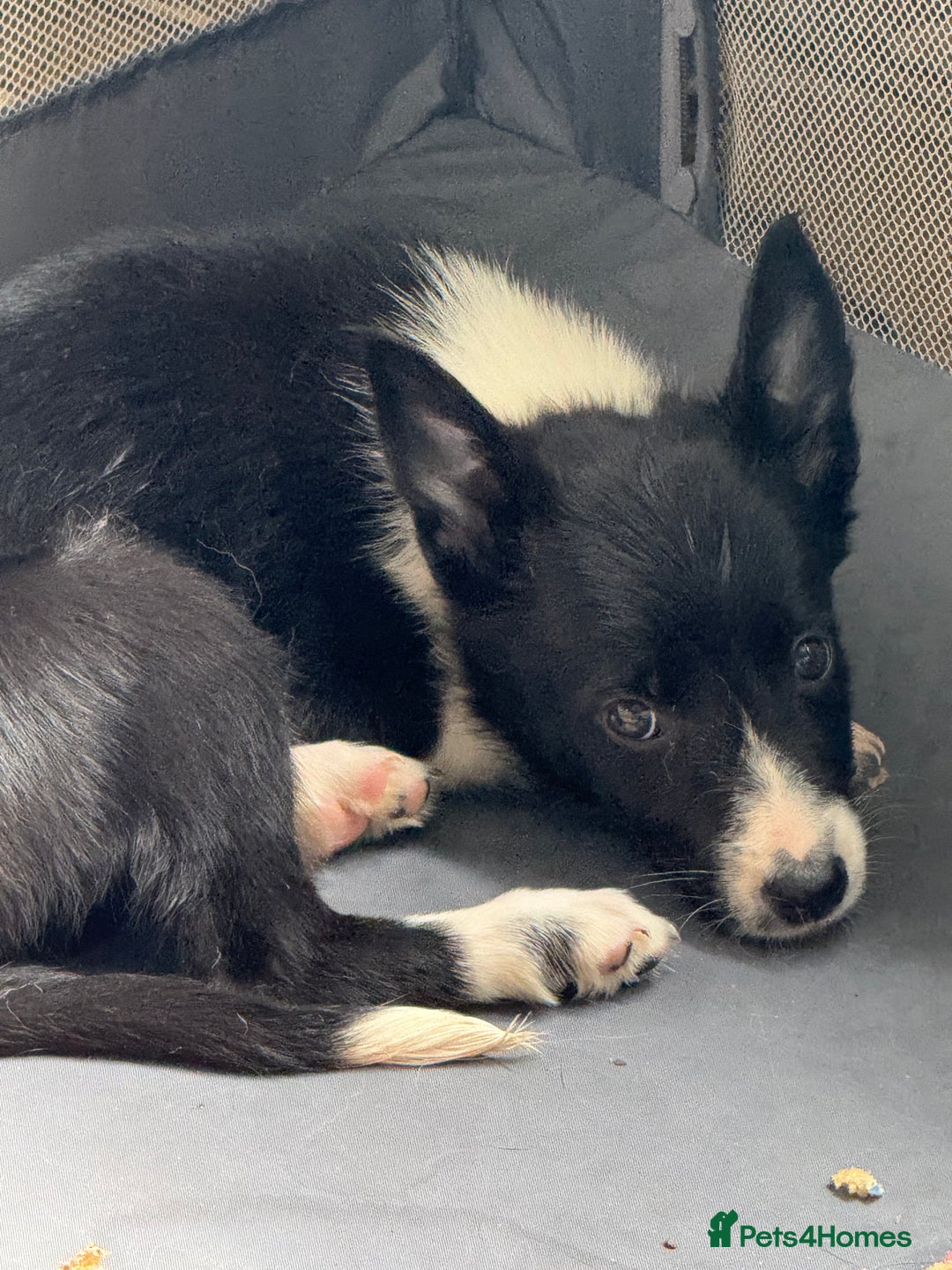 Border Collie dogs for sale: Collie pups-pup 4 & 5 left -REDUCED! Msg me!!! in Wednesbury - Image 9