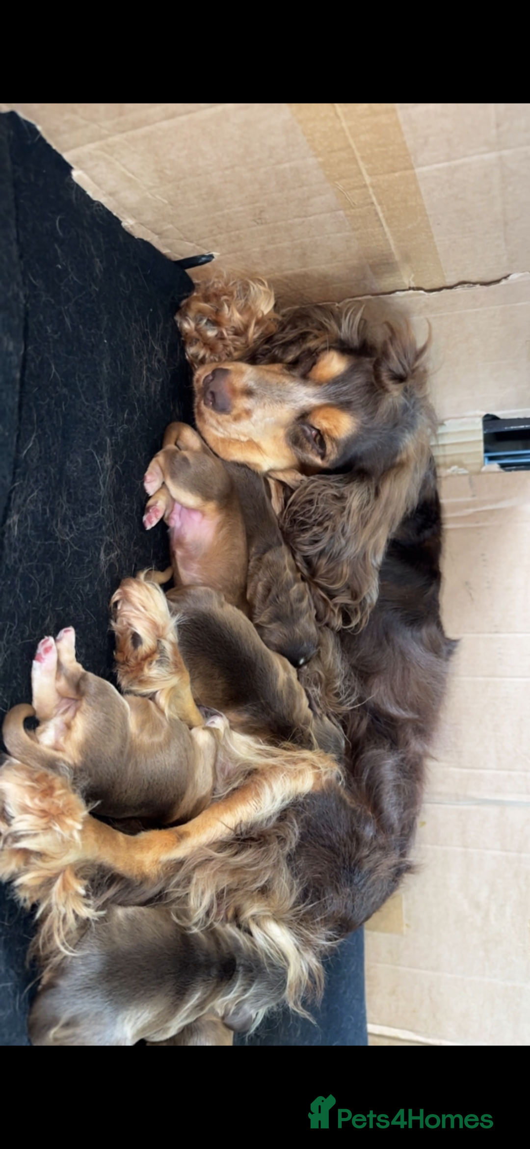 Cocker Spaniel dogs for sale: Show cocker spaniel (chocolate sable) - Image 3