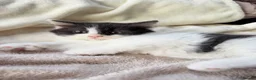 Mixed Breed cats for sale: Beautiful Kittens – 1Boy & 2 Girls  - Advert 18