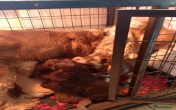 Cockapoo dogs for sale: F1 Chocolate Choc/Tan and Gold Cockapoo Puppies - Image 15