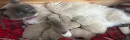 Ragdoll cats for sale: Beautiful 11-Week-Old Ragdoll Kitten 🩷 - Advert 6
