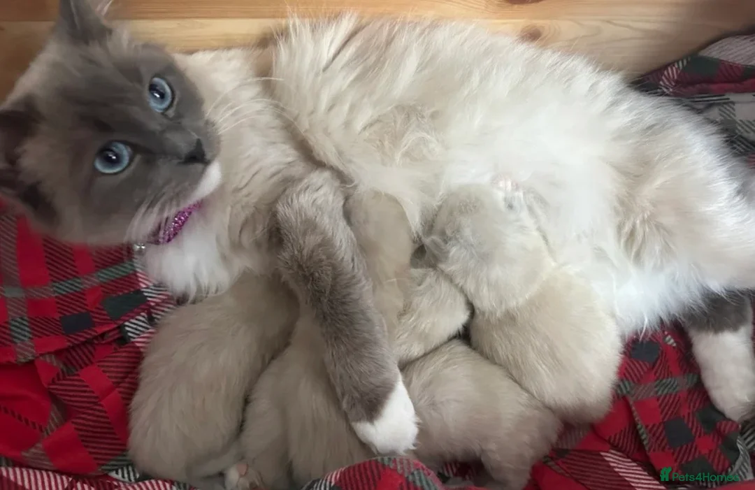 Ragdoll cats for sale: Beautiful 11-Week-Old Ragdoll Kitten 🩷 - Advert 6
