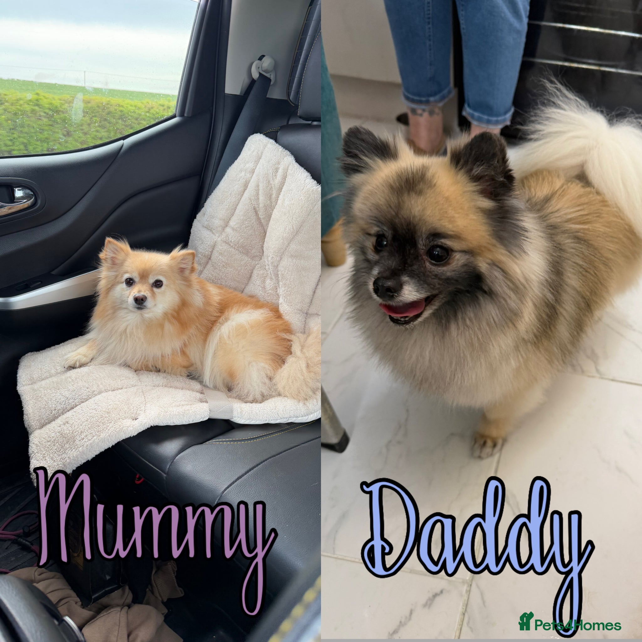 Pomeranian dogs Pomeranian puppies 2x girls 1x boy  - Advert 12