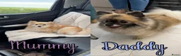 Pomeranian dogs for sale: Pomeranian puppies 2x girls 1x boy  - Advert 1