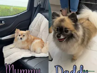 Pomeranian dogs Pomeranian puppies 2x girls 1x boy - Advert 13