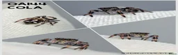 Spiders invertebrates for sale: Jumping spider - Advert 4