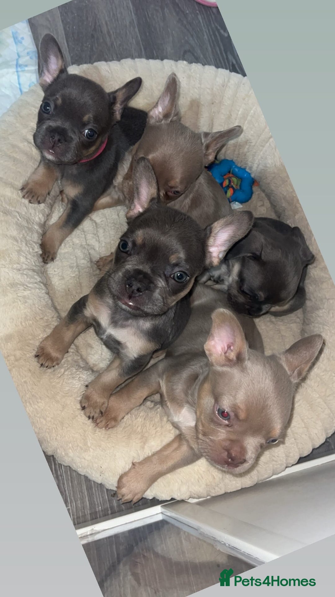 French Bulldog dogs for sale: French bulldog - Advert 6