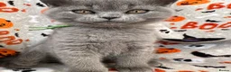 British Shorthair cats for sale: British Shorthairs - Advert 15