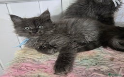 Maine Coon cats for sale: Stunning GCCF Maine Coon kittens  - Image 28
