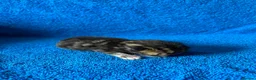 Mixed Breed cats for sale: 4 Mixed Breed Kittens looking for loving home  - Advert 5