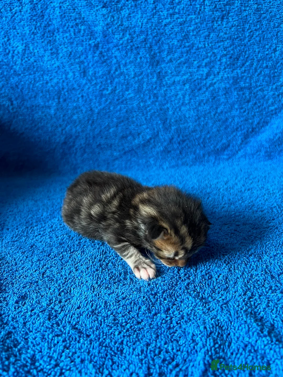 Mixed Breed cats for sale: 4 Mixed Breed Kittens looking for loving home  - Advert 5