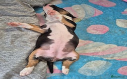 English Bull Terrier dogs for sale: Beautiful English bull terrier  - Advert 4