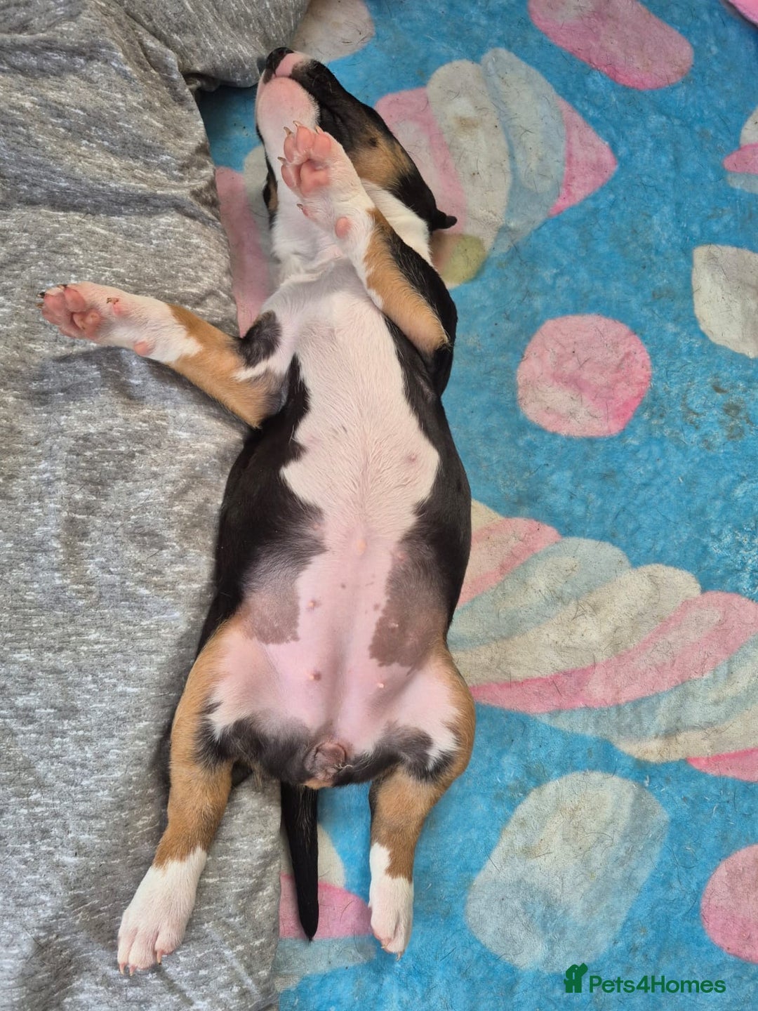 English Bull Terrier dogs for sale: Beautiful English bull terrier  - Advert 4