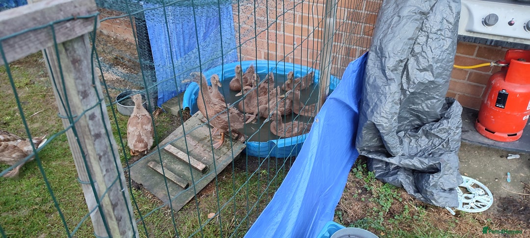 Ducks poultry for sale: Ducklings  - Image 3