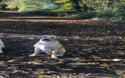Labrador Retriever dogs for stud: Golden Lab for stud in Norfolk in Norwich - Image 6