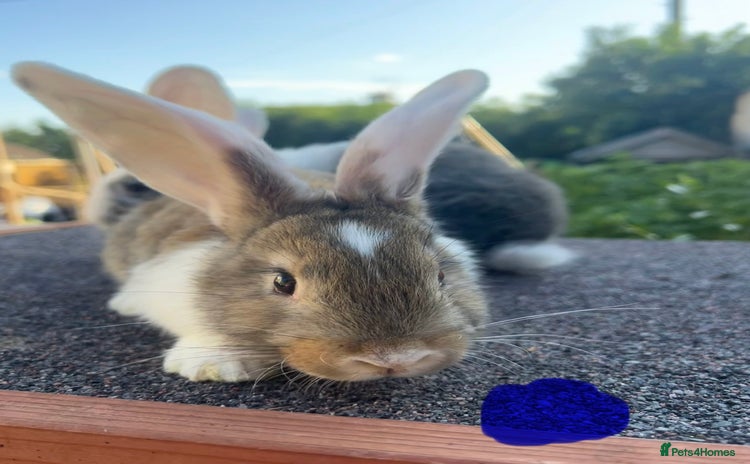 Continental Giant rabbits - Advert 7