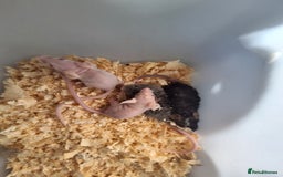 Mouse rodents for sale: Fancy pet mice for sale £8 each  - Image 9
