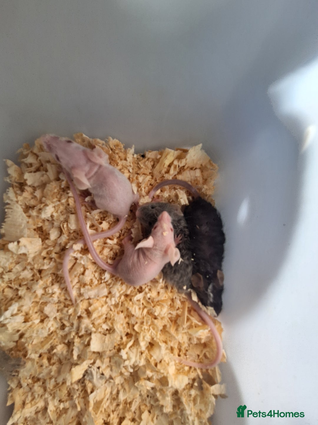 Mouse rodents for sale: Fancy pet mice for sale £8 each  - Image 9