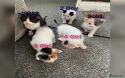 Mixed Breed cats for sale: 5 Adorable Kittens (Ready To Leave 11th October) - Image 2
