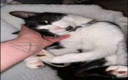 British Shorthair cats for sale: 🐱Blue&Felix- Bonded brother & Sister💛 - Advert 7