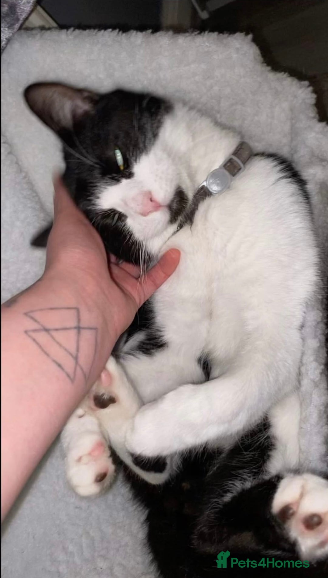 British Shorthair cats for sale: 🐱Blue&Felix- Bonded brother & Sister💛 - Advert 7