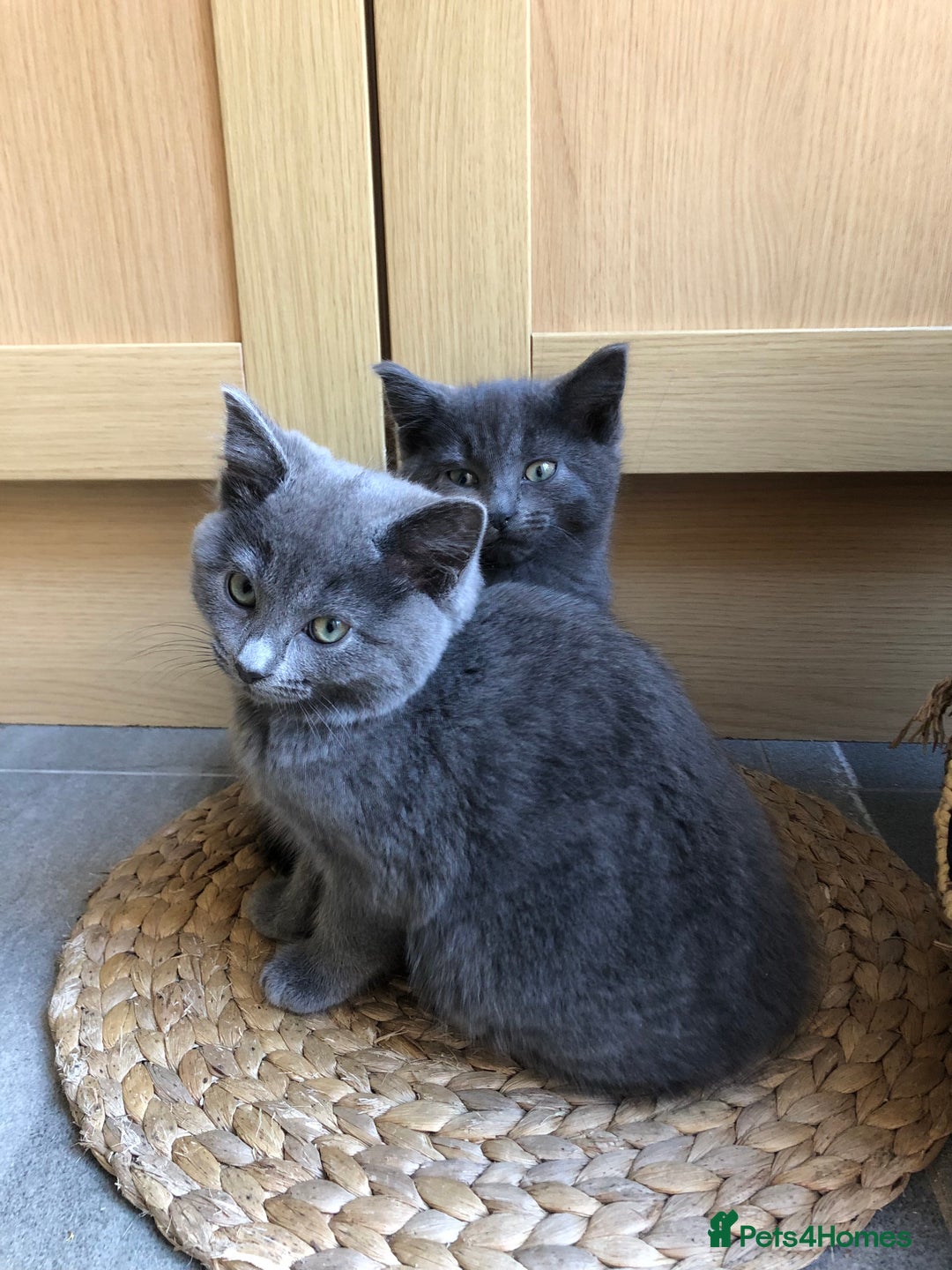 British Shorthair cats for sale: Two Beautiful British Shorthair Boys - Image 8