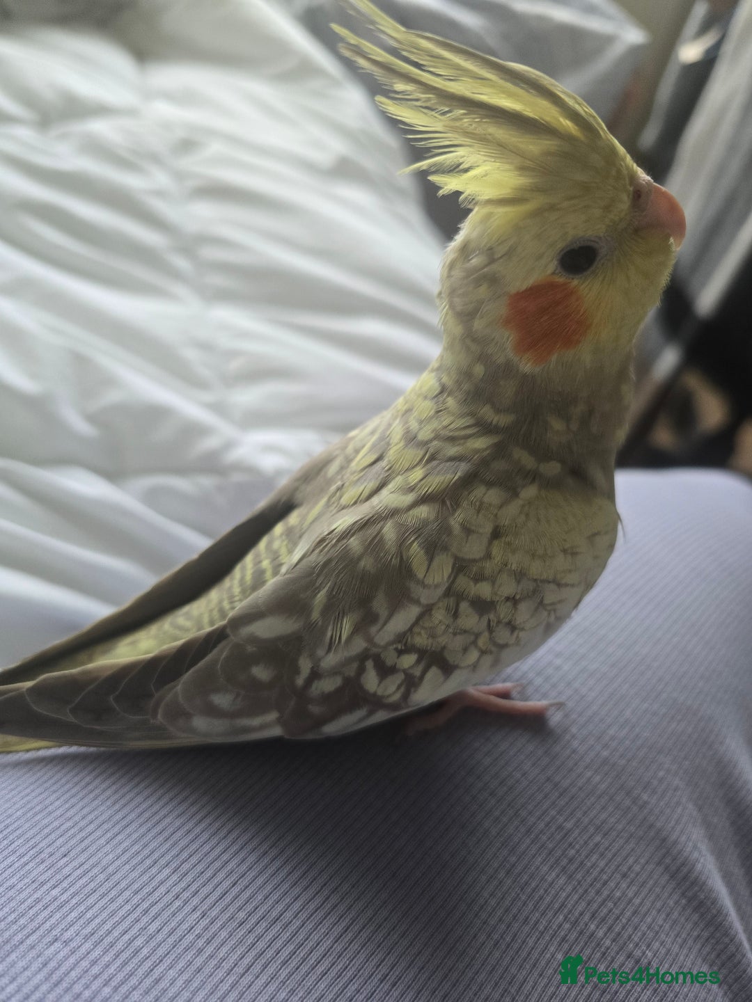 Cockatiels birds for sale: Pair of cockatiels for sale (read description) - Advert 5