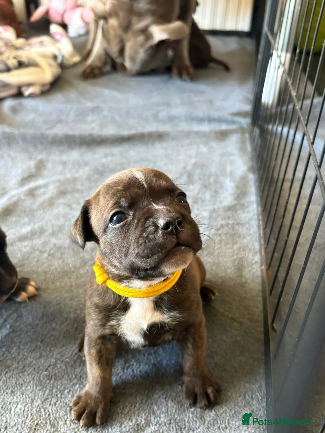 Staffordshire Bull Terrier dogs for sale: KC Brindle Staffordshire Bull Terriers - Advert 12