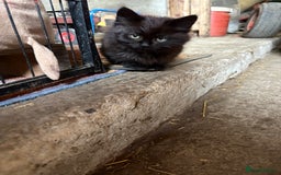 Mixed Breed cats for sale: Farm kittens  - Image 2