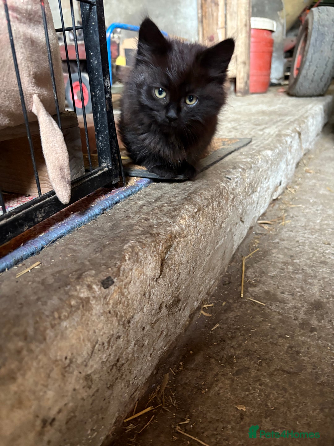 Mixed Breed cats for sale: Farm kittens  - Image 2