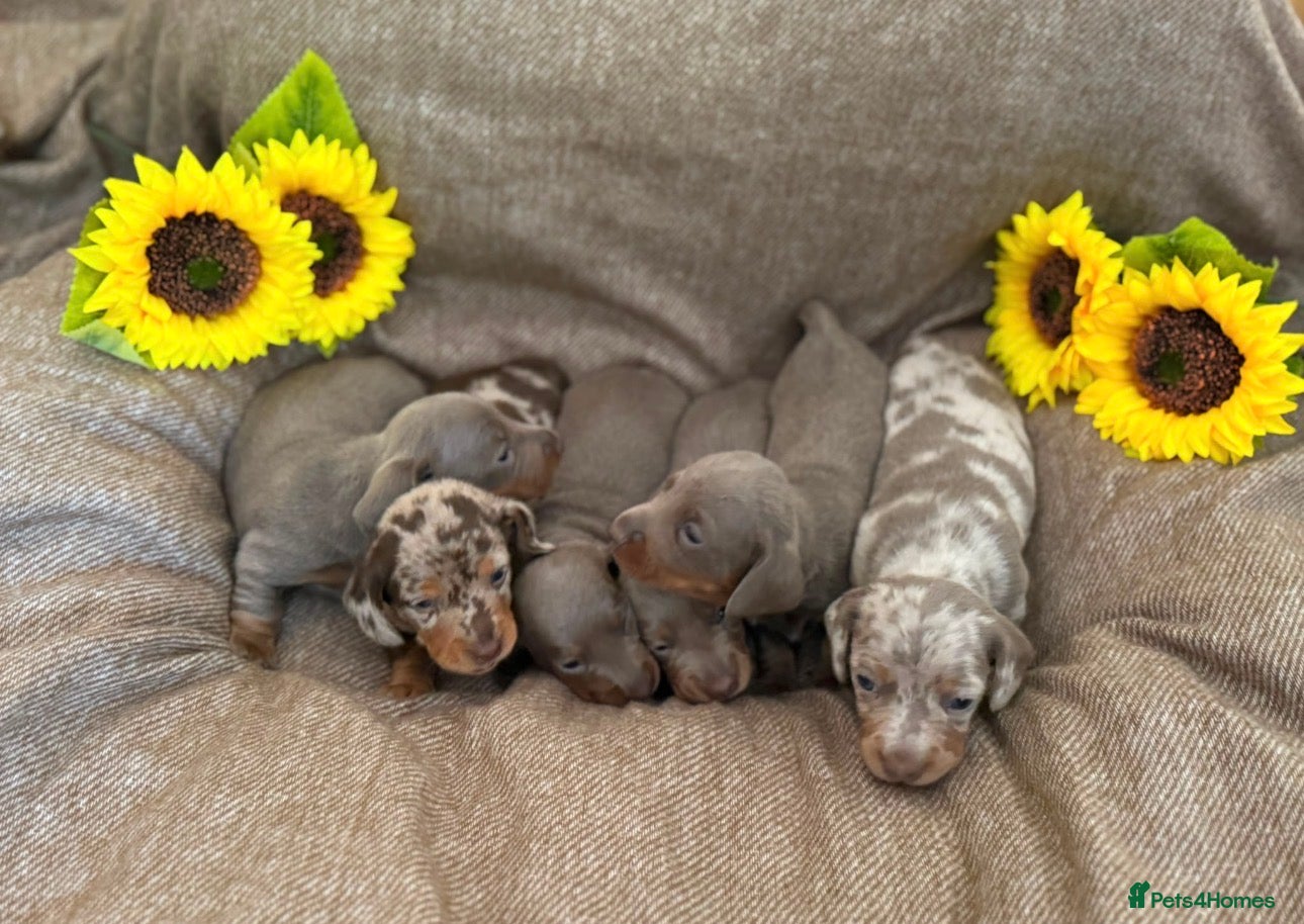 Miniature Dachshund dogs Miniature Dacshund Puppies  - Advert 1