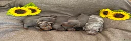 Miniature Dachshund dogs for sale: Miniature Dacshund Puppies  - Advert 1