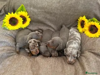 Miniature Dachshund dogs Miniature Dacshund Puppies - Advert 1