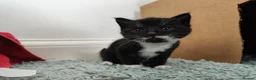Mixed Breed cats for sale: Playful and Adorable Kittens for their new Homes!! in Hounslow - Advert 9