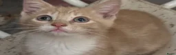 Mixed Breed cats for sale: The Most Adorable Kittens - Advert 26
