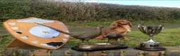 Cocker Spaniel dogs for sale: GORGEOUS GOLDEN HEALTH TESTED COCKER PUPPIES - Advert 21