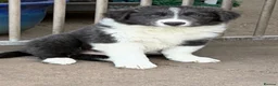 Border Collie dogs for sale: Beautiful Border Collie Puppies for Sale  in Boston - Advert 4